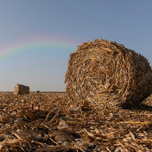 Moga in Punjab in Delhi