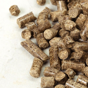 Raipur in Chhattisgarh in Delhi